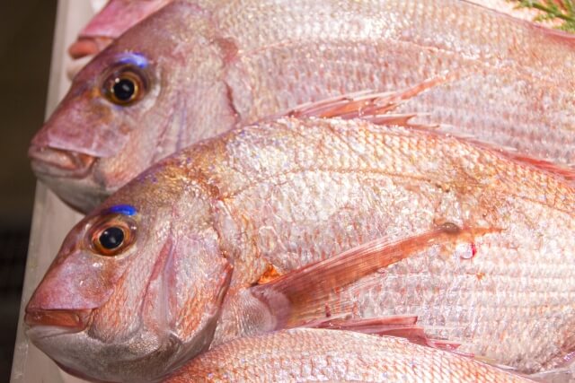 新釣法 竿マキコボシ釣りで真鯛を半日で11尾釣り上げた手順を公開 Fishbuzz